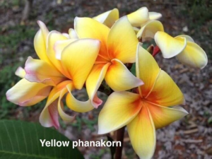 Yellow Phanakorn - Talea