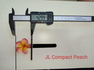 JL Compact Peach - Vaso 15