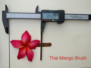 Thai Mango Brush - Vaso 15