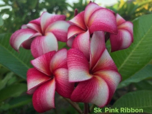 SK Pink Ribbon - Talea Ramificata